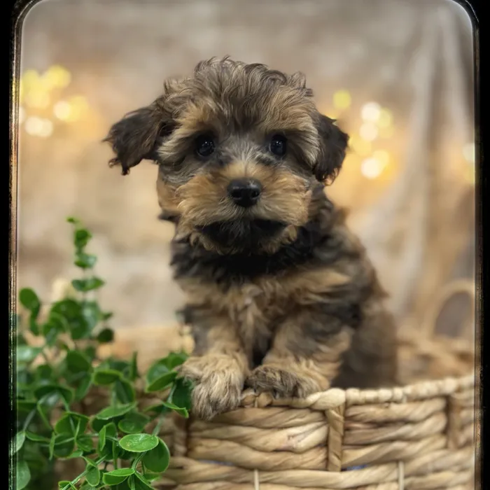 Male Yorkie-Poo puppy named Tucker for sale at Idaho Puppy - Meridian.