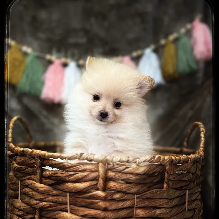 Male Pomeranian puppy named Scout for sale at Idaho Puppy - Nampa.