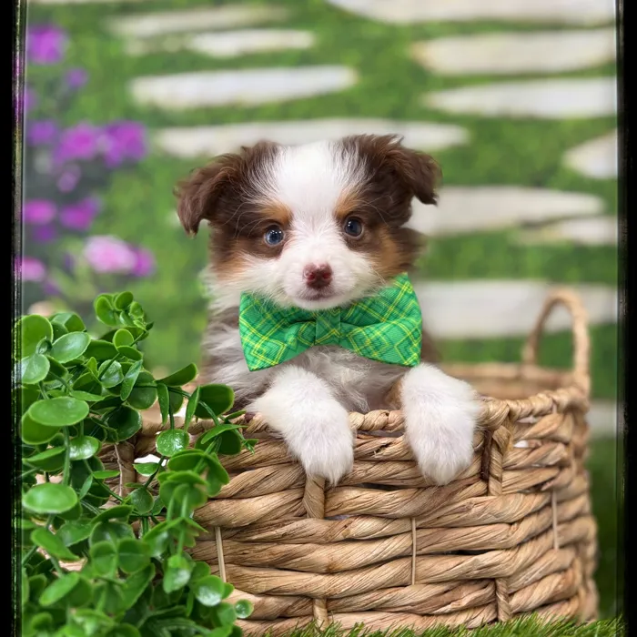 Male Mini Aussie puppy named Barley for sale at Idaho Puppy - Twin Falls.
