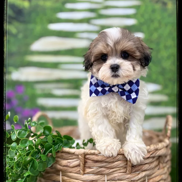 Male Shipoo puppy named Hamilton for sale at Idaho Puppy - Twin Falls.