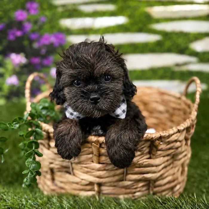 Male Shipoo puppy named Dash for sale at Idaho Puppy - Twin Falls.