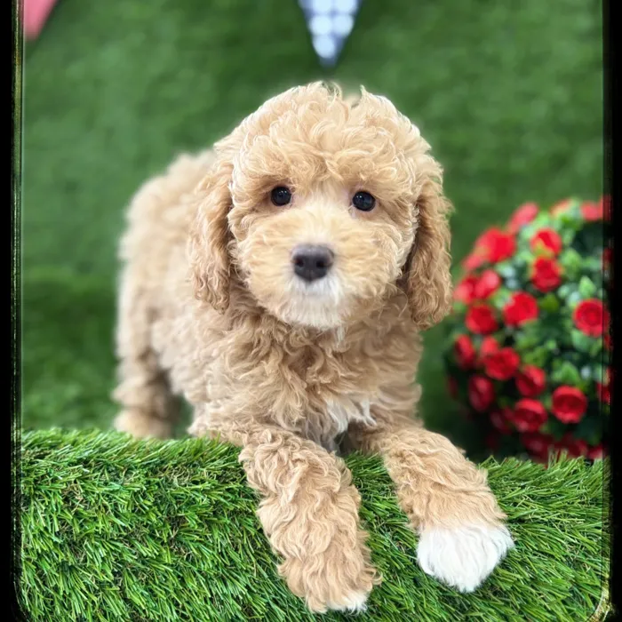 Female Mini Goldendoodle puppy named Frances for sale at Idaho Puppy - Meridian.