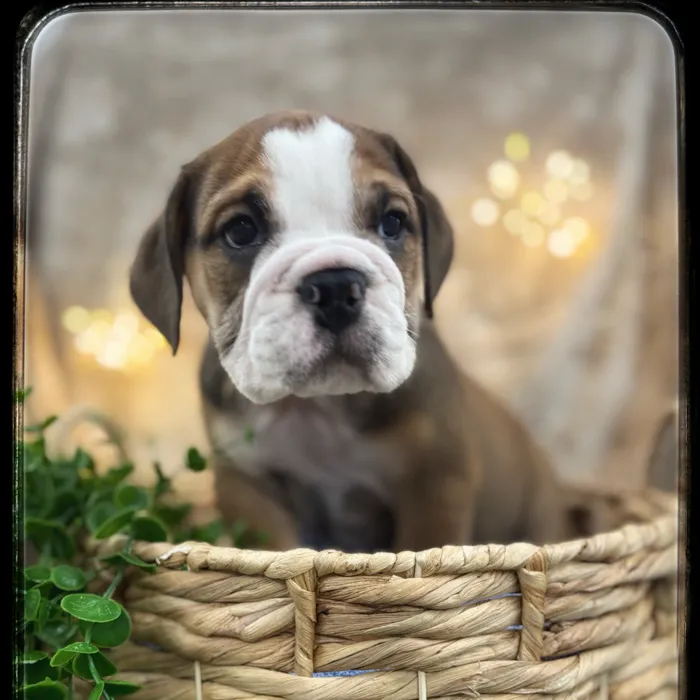 Male English Bulldog puppy named Rockwell for sale at Idaho Puppy - Meridian.