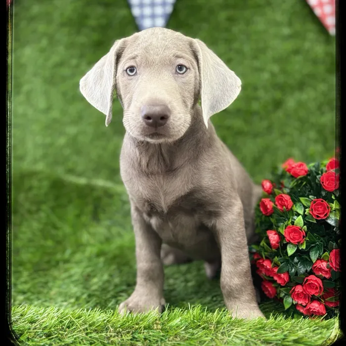 Male Labrador Retriever puppy named Huck for sale at Idaho Puppy - Coeur d'Alene.