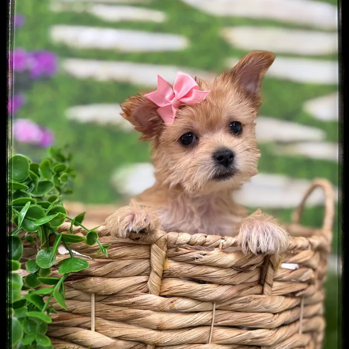 Female Morkie puppy named Dawn for sale at Idaho Puppy - Coeur d'Alene.