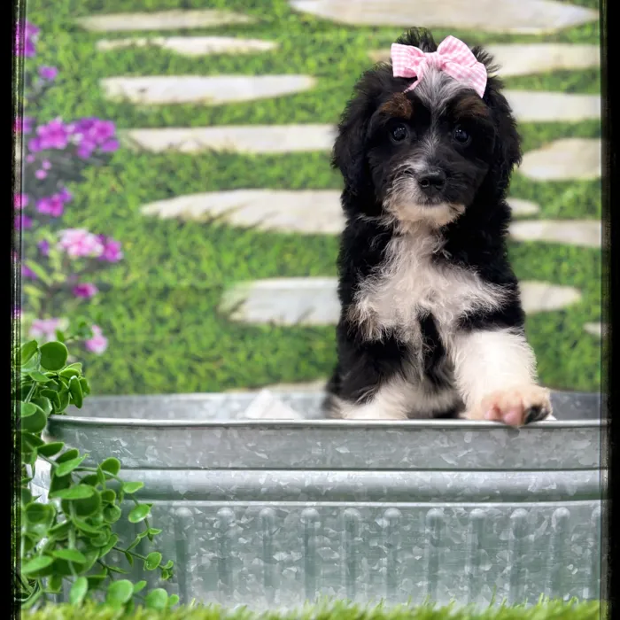 Female Aussiedoodle puppy named Betty for sale at Idaho Puppy - Nampa.