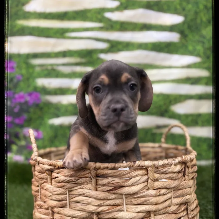 Female Beabull puppy named Lavender for sale at Idaho Puppy - Coeur d'Alene.
