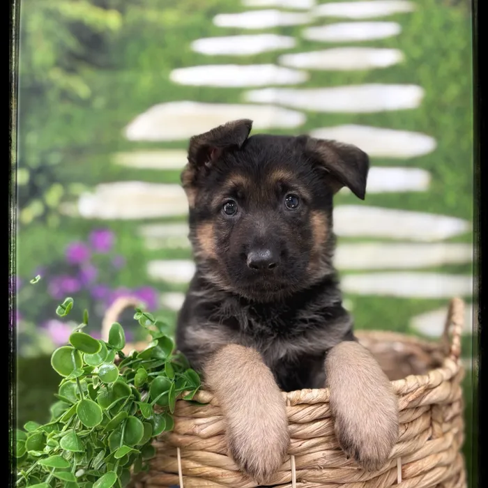 Male German Shepherd puppy named Ranger for sale at Idaho Puppy - Twin Falls.