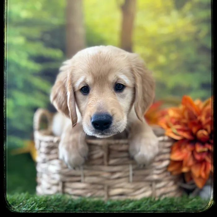Male Golden Retriever puppy named Jake for sale at Idaho Puppy - Coeur d'Alene.