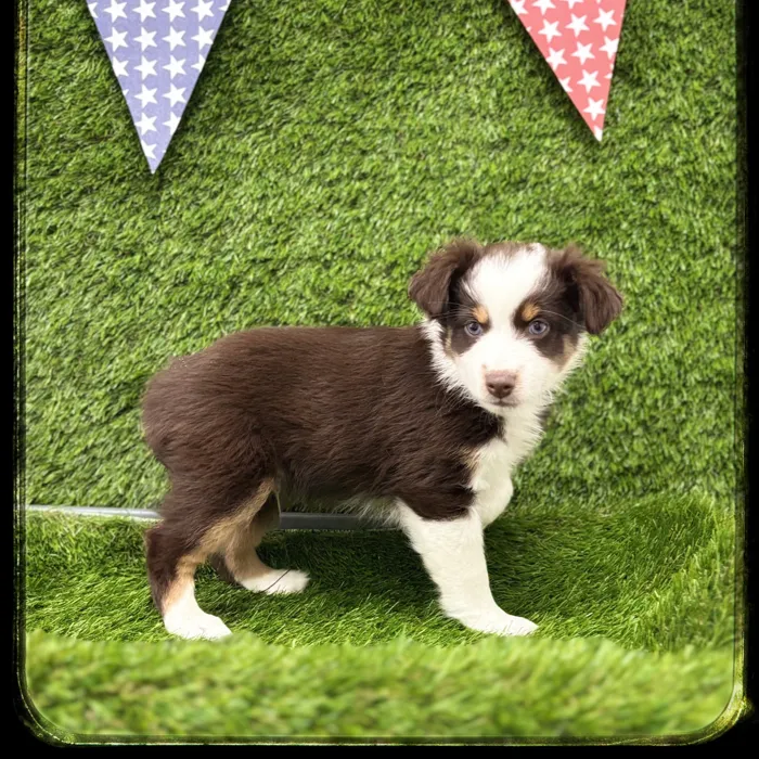 Male Mini Aussie puppy named Bruno for sale at Idaho Puppy - Meridian.