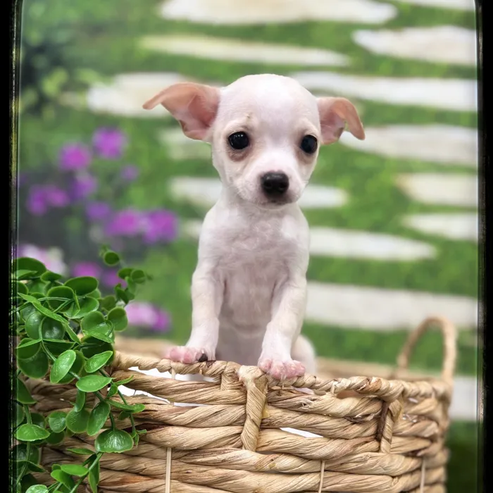 Male Chihuahua puppy named Bolt for sale at Idaho Puppy - Meridian.
