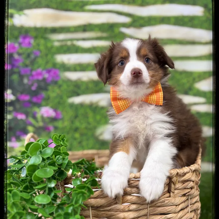 Male Australian Shepherd Toy puppy named Reef for sale at Idaho Puppy - Nampa.