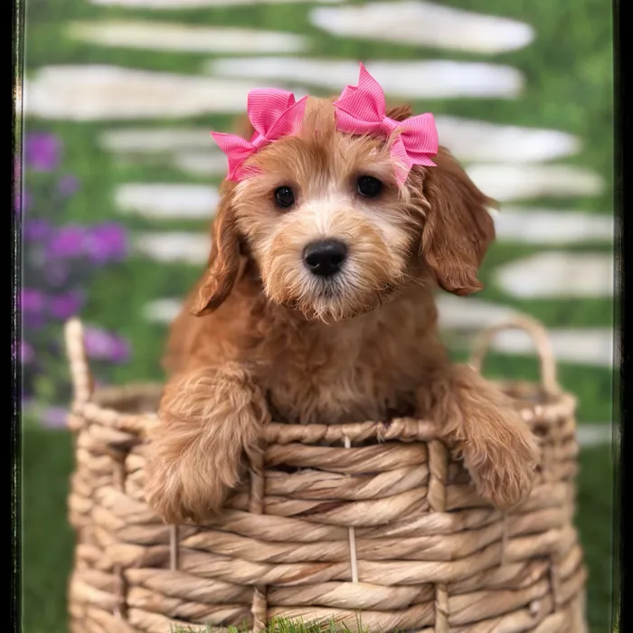 Female Goldendoodle puppy named Brie for sale at Idaho Puppy - Coeur d'Alene.