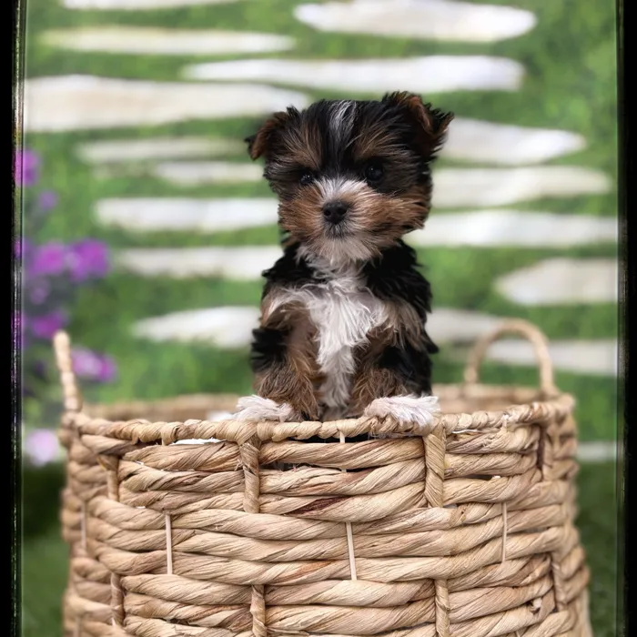 Male Yorkie puppy named Rolo for sale at Idaho Puppy - Twin Falls.