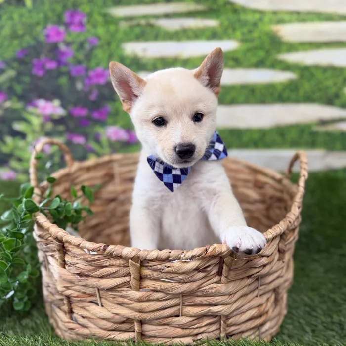 Male Shiba Inu puppy named Kenji for sale at Idaho Puppy - Meridian.