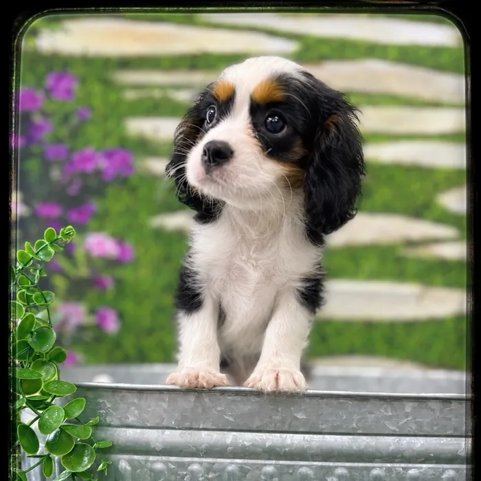 Male Cavalier King Charles Spaniel puppy named Bingo for sale at Idaho Puppy - Meridian.