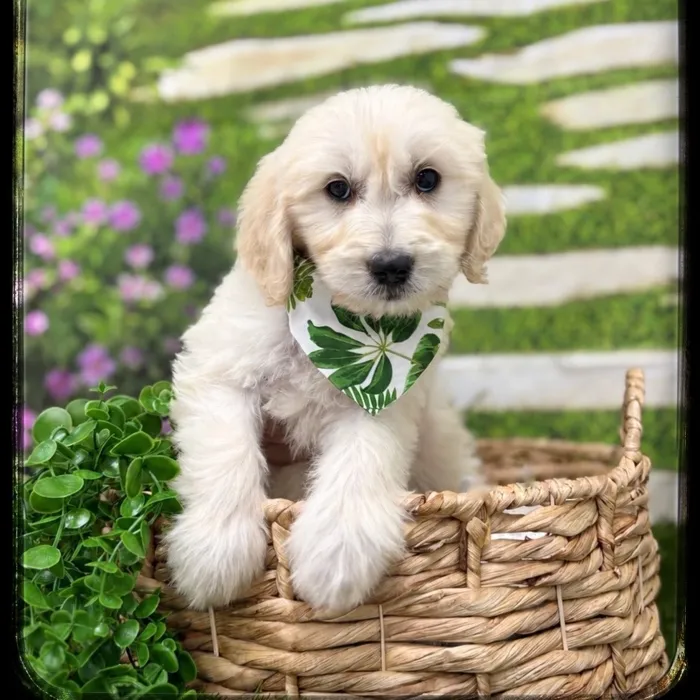 Male Goldendoodle puppy named Thor for sale at Idaho Puppy - Coeur d'Alene.