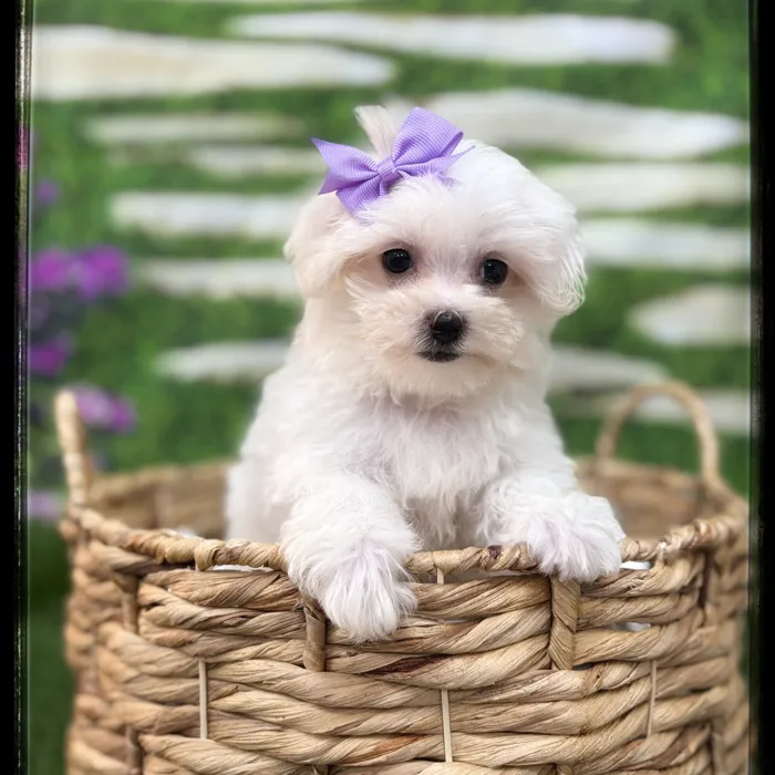 Female Bichon-Maltese puppy named Rosie for sale at Idaho Puppy - Meridian.