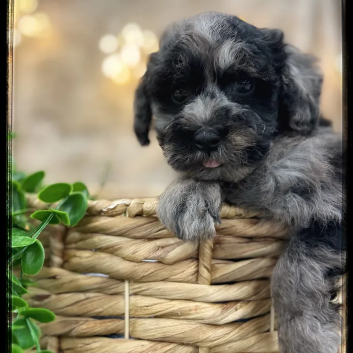 Male Poodle puppy named Todd for sale at Idaho Puppy - Coeur d'Alene.