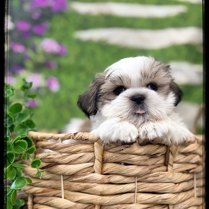 Male Shih Tzu puppy named Ted for sale at Idaho Puppy - Nampa.