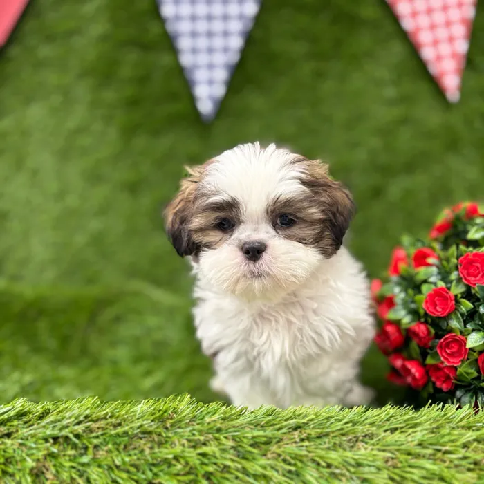 Male Shih Tzu puppy named Flynn for sale at Idaho Puppy - Coeur d'Alene.