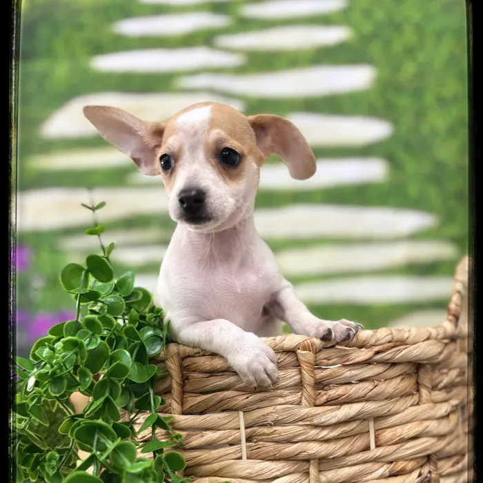 Male Chiweenie puppy named James for sale at Idaho Puppy - Twin Falls.
