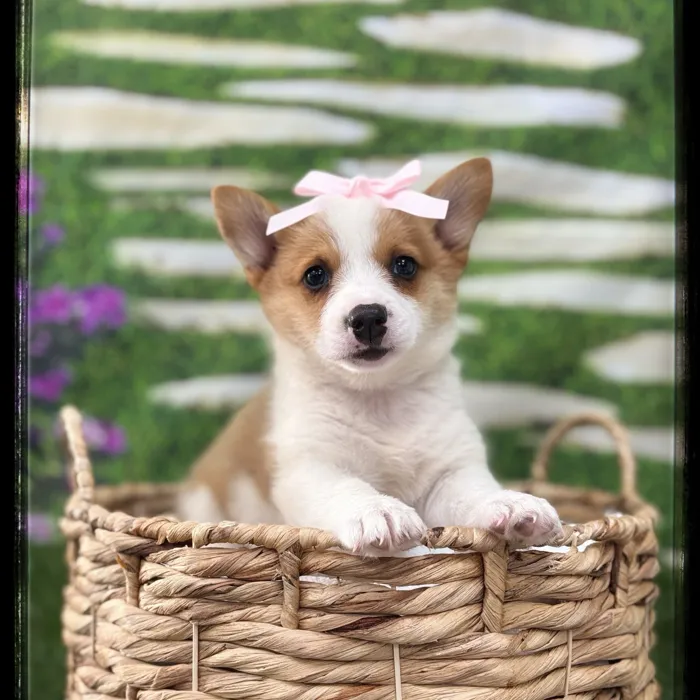 Female Pembroke Welsh Corgi puppy named Wisteria for sale at Idaho Puppy - Coeur d'Alene.