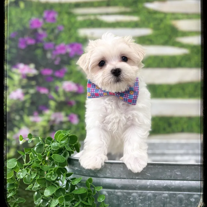 Male Maltese puppy named Herman for sale at Idaho Puppy - Coeur d'Alene.
