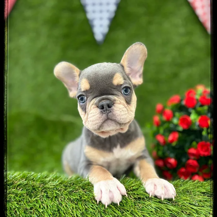 Male French Bulldog puppy named Benny for sale at Idaho Puppy - Twin Falls.