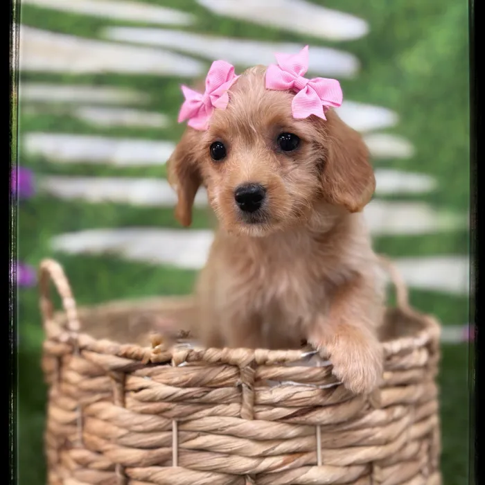 Female Cavapoo puppy named Sequoia for sale at Idaho Puppy - Coeur d'Alene.