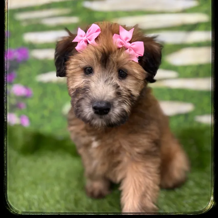 Female Soft Coated Wheaten Terrier puppy named Jojo for sale at Idaho Puppy - Meridian.