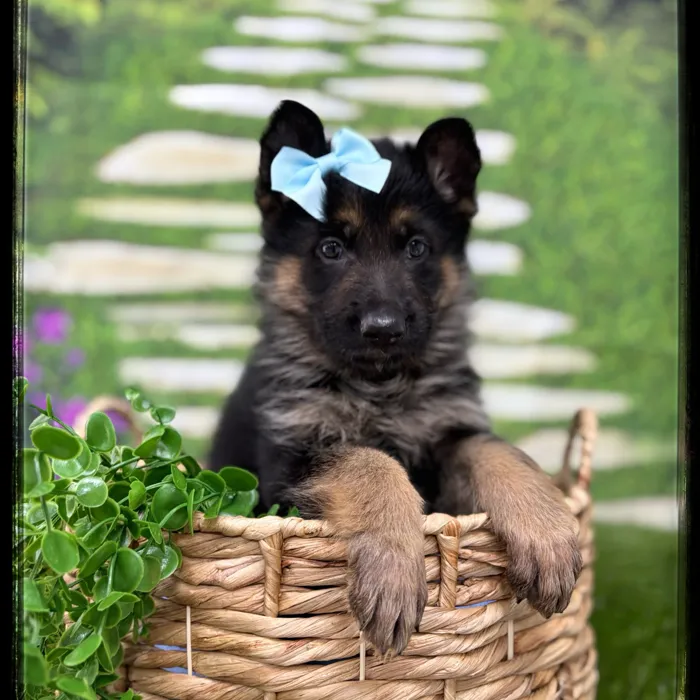 Female German Shepherd puppy named Raven for sale at Idaho Puppy - Coeur d'Alene.