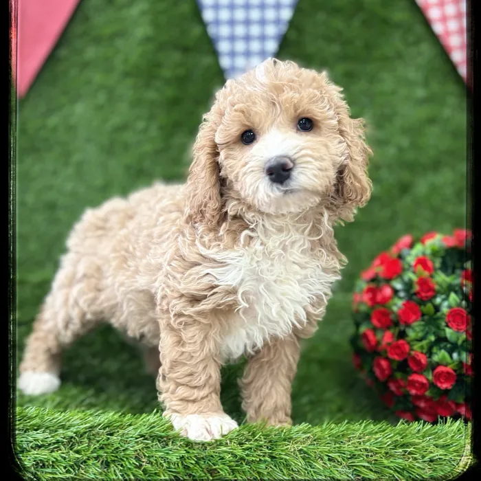 Female Mini Goldendoodle puppy named Valerie for sale at Idaho Puppy - Nampa.