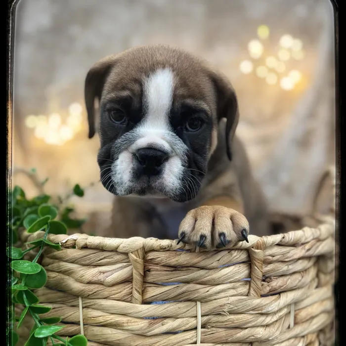 Male English Bulldog puppy named Humphrey for sale at Idaho Puppy - Coeur d'Alene.