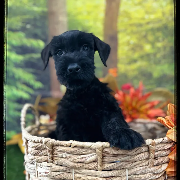 Female Giant Schnauzer puppy named Rosita for sale at Idaho Puppy - Meridian.
