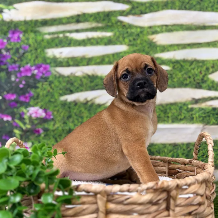 Male Puggle puppy named Herbert for sale at Idaho Puppy - Nampa.