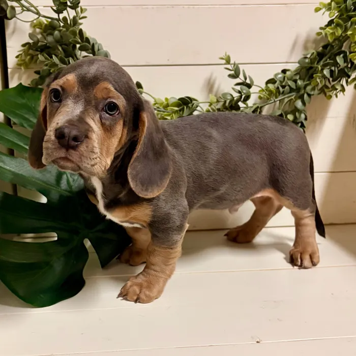 Male French Basset puppy named Sterling for sale at Idaho Puppy - Twin Falls.
