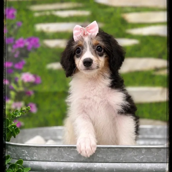 Female Aussiedoodle puppy named Bonnie for sale at Idaho Puppy - Nampa.
