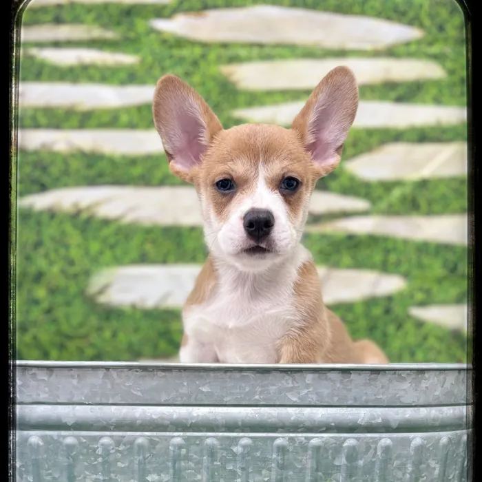 Male Frenchi Corgi puppy named Dj for sale at Idaho Puppy - Twin Falls.