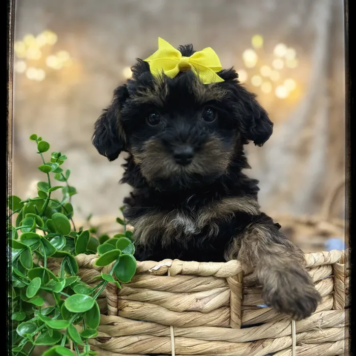 Female Yorkie-Poo puppy named Scarlette for sale at Idaho Puppy - Coeur d'Alene.