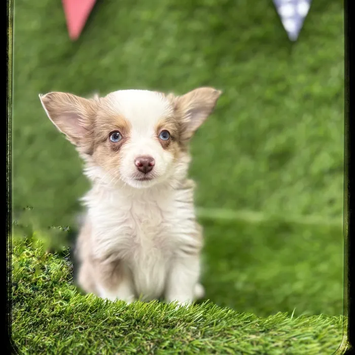 Male Mini Aussie puppy named Thomas for sale at Idaho Puppy - Coeur d'Alene.
