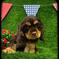 Male Cocker Spaniel puppy named Rolo for sale at Idaho Puppy - Twin Falls.