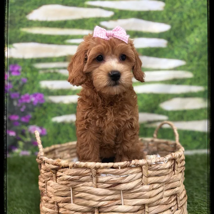 Female Goldendoodle puppy named Hazel for sale at Idaho Puppy - Twin Falls.