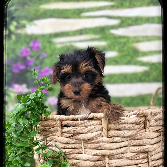 Male Yorkie puppy named Bruno for sale at Idaho Puppy - Nampa.