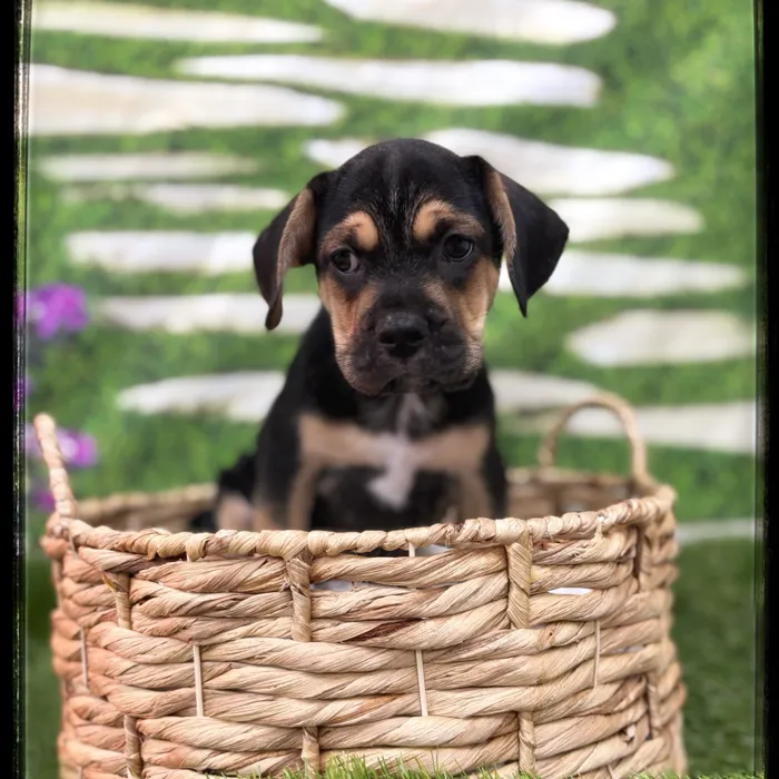 Female Beabull puppy named Rosemary for sale at Idaho Puppy - Meridian.