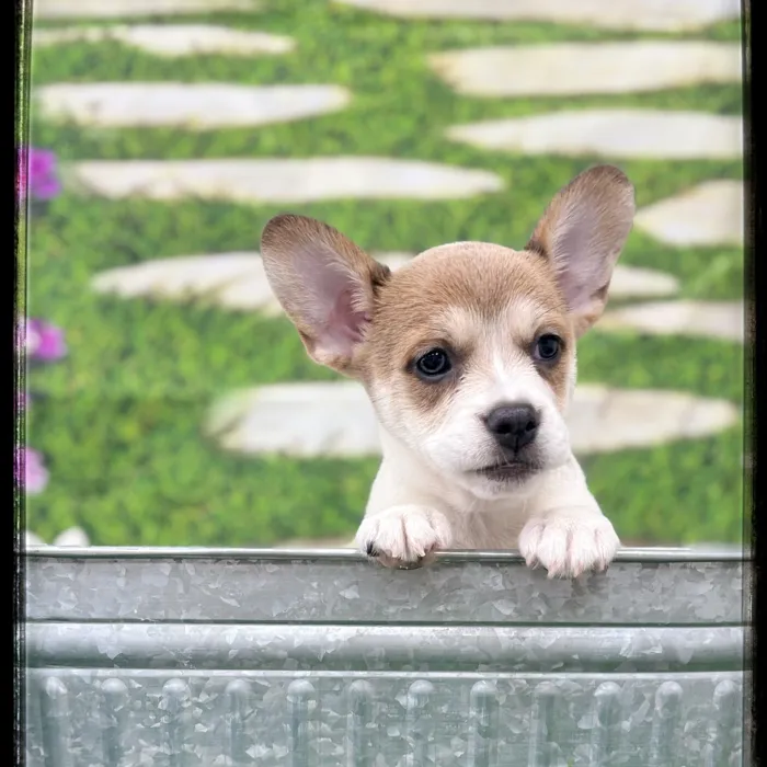 Female Frenchi Corgi puppy named Elvira for sale at Idaho Puppy - Coeur d'Alene.
