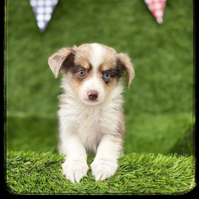 Male Mini Aussie puppy named Charles for sale at Idaho Puppy - Nampa.