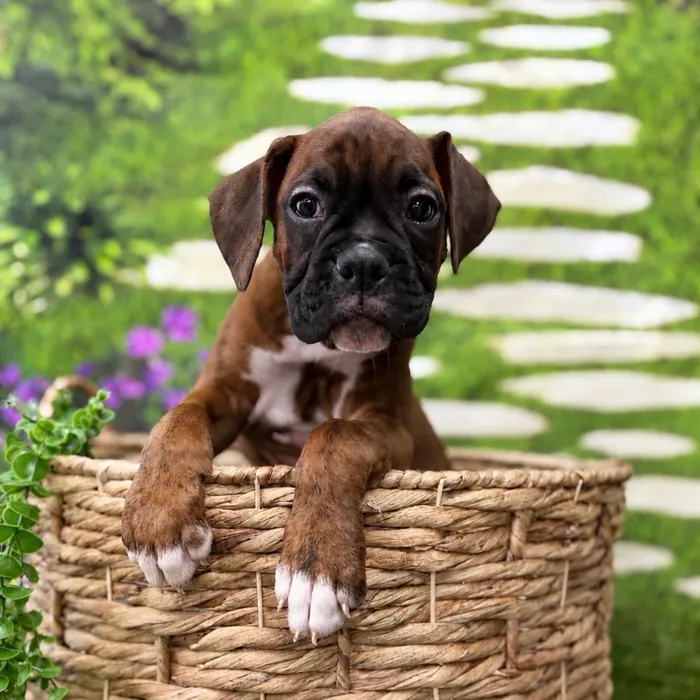 Female Boxer puppy named Sherley for sale at Idaho Puppy - Nampa.