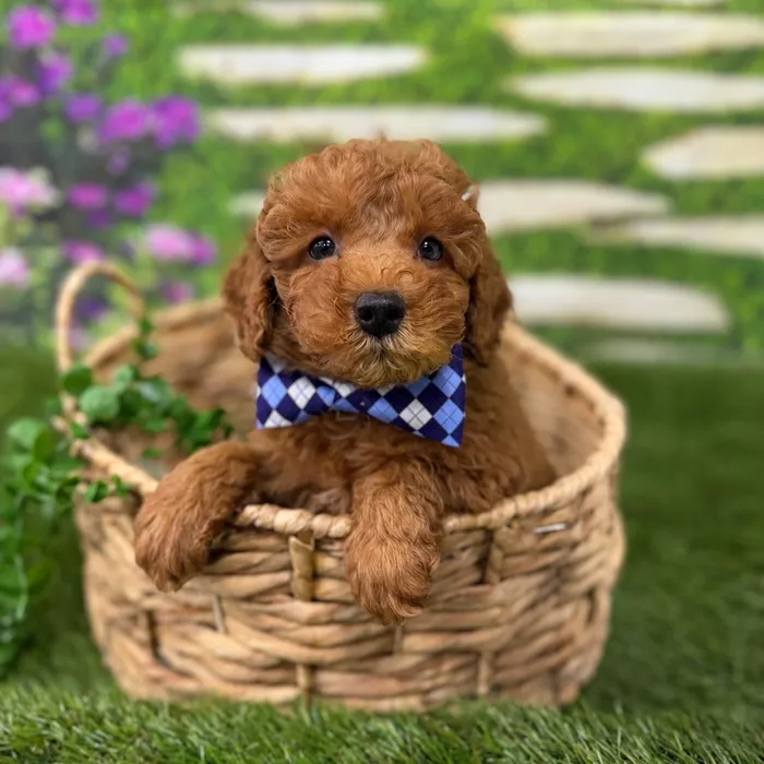 Male Mini Goldendoodle puppy for sale at Idaho Puppy - Meridian.