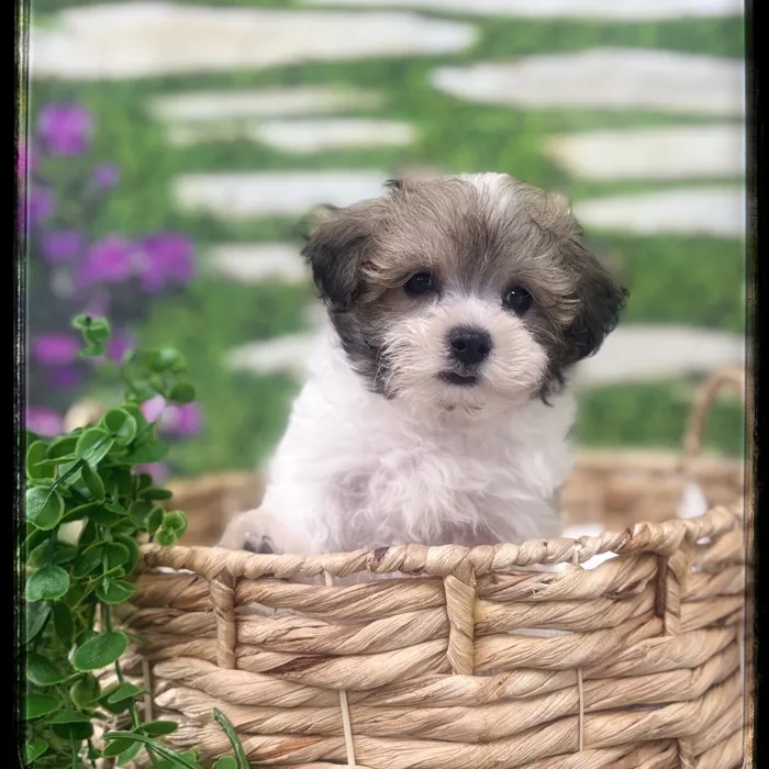 Male Maltipoo puppy named Chip for sale at Idaho Puppy - Twin Falls.